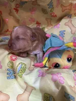 Scottie, a male Shihpoo for sale in Ivey, GA – Photo 2 of 5