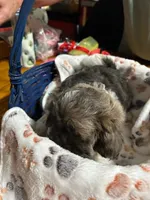 Terrence, a male Shihpoo for sale in Ivey, GA – 5 of 8