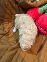 Scottie, a male Shihpoo for sale in Ivey, GA – 4 of 9