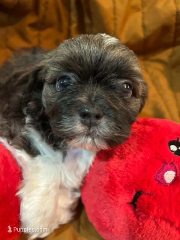 Terrence – Shihpoo puppy for sale in Ivey, GA