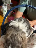 Terrence, a male Shihpoo for sale in Ivey, GA – 7 of 8