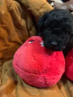 Socks, a male Shihpoo for sale in Ivey, GA – 4 of 8