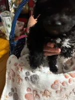 Socks, a male Shihpoo for sale in Ivey, GA – 7 of 8
