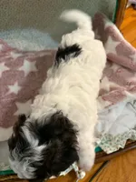 Perdita, a female Shihpoo for sale in Gordon, GA – 2 of 5