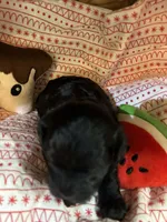 Pooh, a female Shihpoo for sale in Ivey, GA – Photo 3 of 5