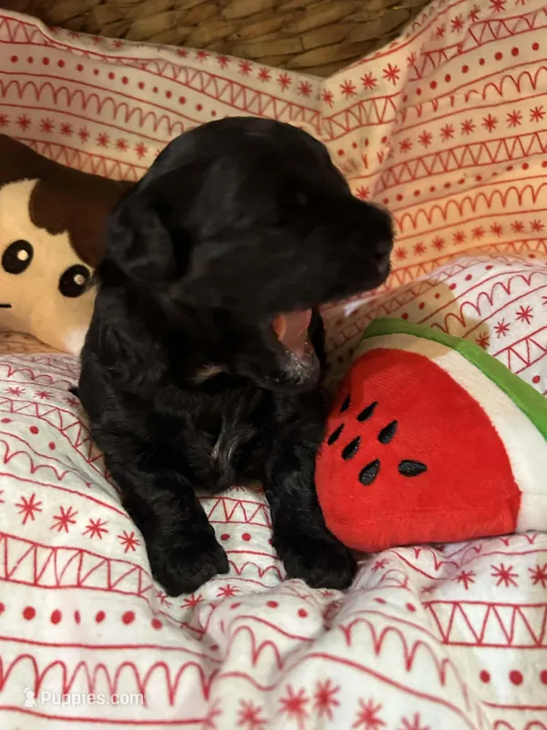 Pooh – Shihpoo puppy for sale in Ivey, GA