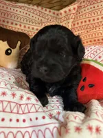 Pooh, a female Shihpoo for sale in Ivey, GA – Photo 5 of 5