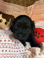 Pooh, a female Shihpoo for sale in Ivey, GA – Photo 4 of 5