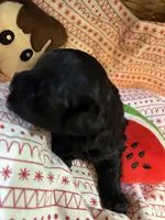 Pooh, a female Shihpoo for sale in Ivey, GA – Photo 2 of 5