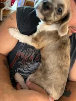 Pixie Dust T, a male Shihpoo for sale in Gordon, GA – 4 of 6