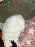 Pongo, a male Shihpoo for sale in Gordon, GA – 2 of 4