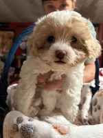 Owl, a female Shihpoo for sale in Ivey, GA – 1 of 8