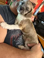 Pixie Dust T, a male Shihpoo for sale in Gordon, GA – 5 of 6