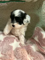 Pongo, a male Shihpoo for sale in Gordon, GA – 4 of 4