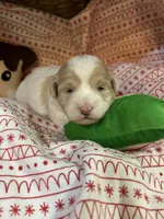 Owl, a female Shihpoo for sale in Ivey, GA – Photo 2 of 6