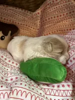 Owl, a female Shihpoo for sale in Ivey, GA – Photo 6 of 6