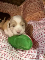 Owl, a female Shihpoo for sale in Ivey, GA – Photo 5 of 6