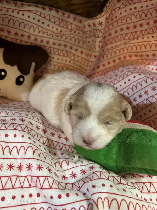 Owl – Shihpoo puppy for sale in Ivey, GA