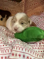 Owl, a female Shihpoo for sale in Ivey, GA – Photo 4 of 6