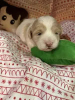 Owl, a female Shihpoo for sale in Ivey, GA – Photo 3 of 6