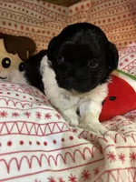 Dottie, a female Shihpoo for sale in Ivey, GA – Photo 4 of 6