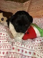Dottie, a female Shihpoo for sale in Ivey, GA – Photo 5 of 6