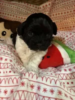 Dottie, a female Shihpoo for sale in Ivey, GA – Photo 6 of 6