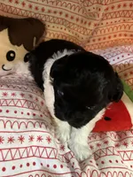 Dottie, a female Shihpoo for sale in Ivey, GA – Photo 3 of 6