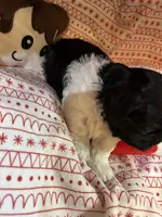 Dottie, a female Shihpoo for sale in Ivey, GA – Photo 2 of 6