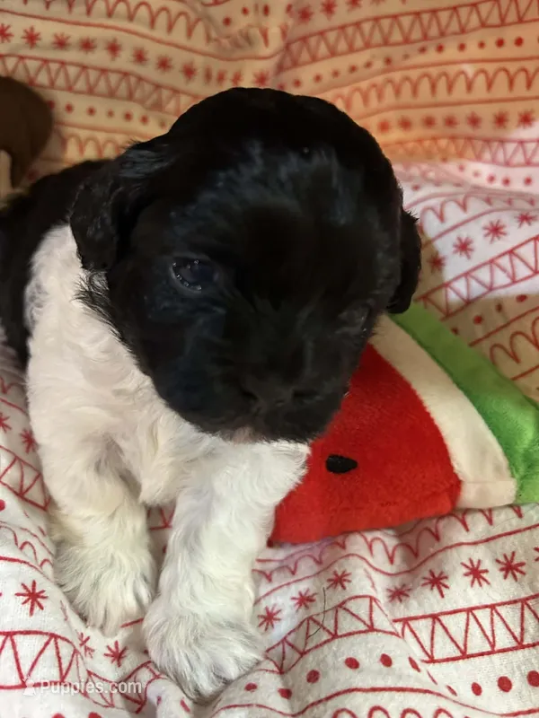 Dottie – Shihpoo puppy on hold in Ivey, GA