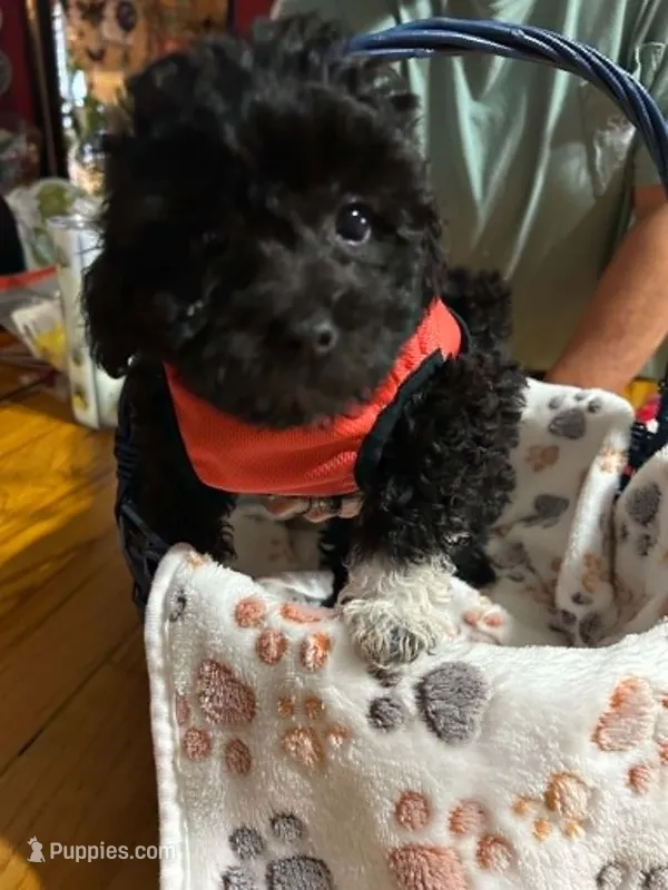 Socks – Shihpoo puppy for sale in Ivey, GA