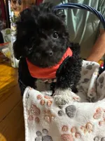 Socks, a male Shihpoo for sale in Ivey, GA – 1 of 8