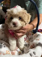 Owl, a female Shihpoo for sale in Ivey, GA – 8 of 8