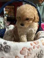 Scottie, a male Shihpoo for sale in Ivey, GA – 9 of 9