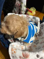Scottie, a male Shihpoo for sale in Ivey, GA – 7 of 9