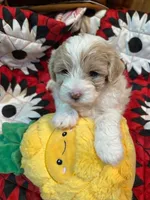 Owl, a female Shihpoo for sale in Ivey, GA – 4 of 8