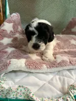 penny, a female Shihpoo for sale in Gordon, GA – 1 of 6