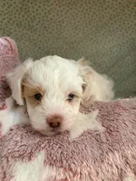 Slim, a male Shihpoo for sale in Gordon, GA – 3 of 4