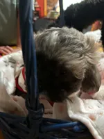 Terrence, a male Shihpoo for sale in Ivey, GA – 6 of 8