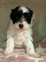 Pongo, a male Shihpoo for sale in Gordon, GA – 3 of 4