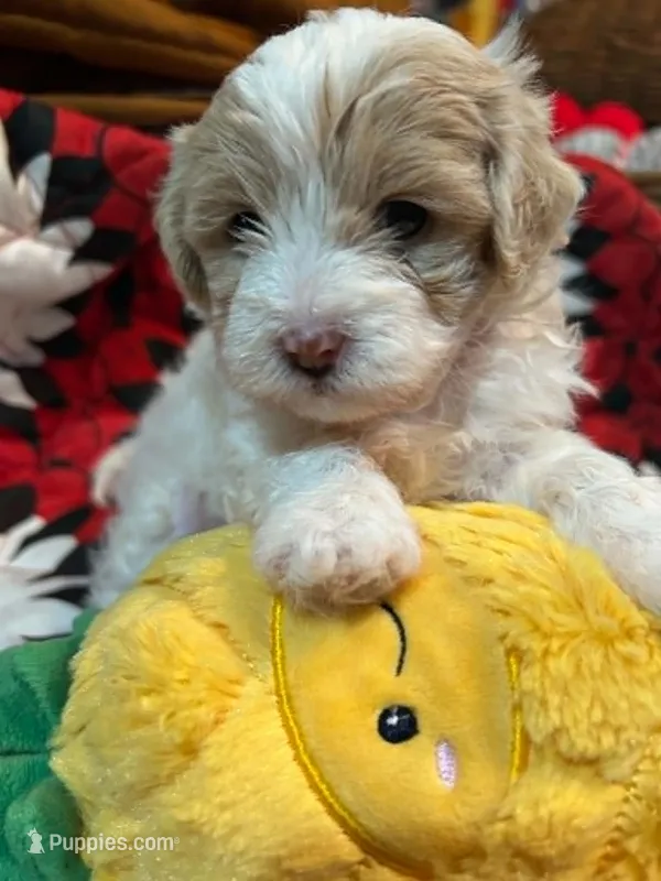 Owl – Shihpoo puppy for sale in Ivey, GA