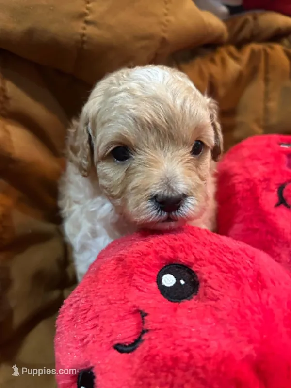 Scottie – Shihpoo puppy for sale in Ivey, GA