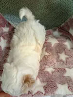 Slim, a male Shihpoo for sale in Gordon, GA – 2 of 4