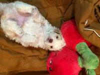 Scottie, a male Shihpoo for sale in Ivey, GA – 5 of 9