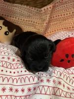 piglet, a female Shihpoo for sale in Ivey, GA – Photo 4 of 5
