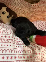 piglet, a female Shihpoo for sale in Ivey, GA – Photo 1 of 5