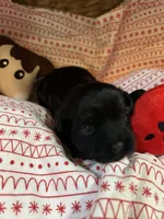 piglet, a female Shihpoo for sale in Ivey, GA – Photo 5 of 5