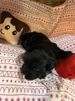 piglet, a female Shihpoo for sale in Ivey, GA – Photo 3 of 5