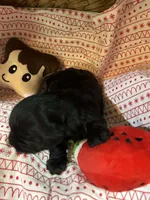 piglet, a female Shihpoo for sale in Ivey, GA – Photo 2 of 5