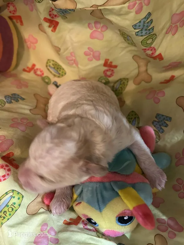 Tramp – Shihpoo puppy for sale in Ivey, GA